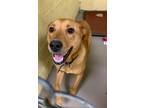 Adopt SHERLOCK BONES (Neutered!) a Mountain Cur, Retriever