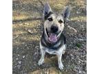 Adopt Dudley a Shepherd