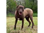 Adopt Delta a Chocolate Labrador Retriever