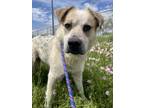 Adopt Banzai a Anatolian Shepherd, Cattle Dog