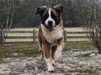 Adopt Moose a Saint Bernard