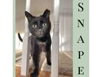 Adopt Snape - Fee Sponsored! a Domestic Short Hair