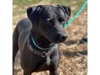 Adopt Jackson a Mixed Breed, Black Labrador Retriever