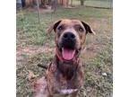 Adopt Rayas a American Staffordshire Terrier