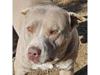 Adopt Cooper (CP) Adopt Me! a American Staffordshire Terrier