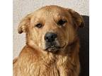 Adopt Remi (CP) Adopt Me! a Golden Retriever, Shepherd