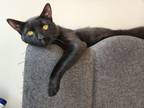 Adopt MIdnight a Bombay, Domestic Short Hair