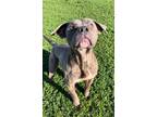 Adopt CAPONE a Staffordshire Bull Terrier
