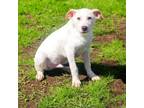 Adopt Cannoli 24-01-038 a Labrador Retriever