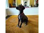 Adopt Gibson a Plott Hound