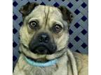 Adopt Wrigley a Pug