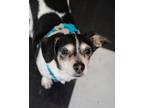 Adopt -Dexter in Maine a Jack Russell Terrier