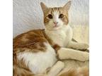 Adopt Nacho 4189 a Domestic Short Hair