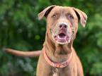 Adopt RED a Labrador Retriever