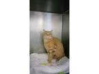 Adopt Simba/Janjo a Domestic Short Hair