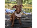 Adopt Groot 01-1112 a American Staffordshire Terrier