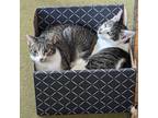 Adopt Tiger and Tom (Bonded Pair of Brothers) a Domestic Short Hair