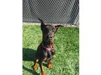 Adopt Joker a Doberman Pinscher