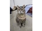 Adopt Tawn a Domestic Short Hair