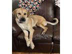 Adopt Lil Hulk a Yellow Labrador Retriever