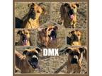 Adopt DMX CFS 240004887 a Mastiff