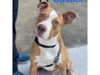 Adopt CASTIEL a Pit Bull Terrier, Terrier