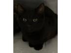 Adopt Jethro a Domestic Short Hair