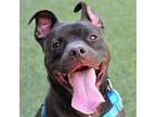 Adopt Obie a Pit Bull Terrier, Mixed Breed