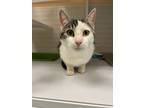 Adopt Donatello a Domestic Short Hair