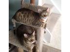 Adopt Toby & Tessa - Bonded Pair a Domestic Short Hair