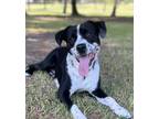 Adopt Onyx a Rough Collie, Pit Bull Terrier