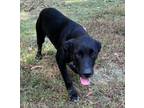 Adopt Marty a Black Labrador Retriever