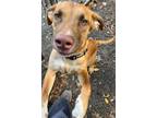 Adopt Rhett Butler a Labrador Retriever