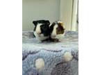 Adopt Roger and Buddy a Guinea Pig, Short-Haired