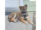 Adopt Bogart a Belgian Shepherd / Malinois, German Shepherd Dog