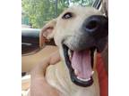 Adopt Rocky Nio a Yellow Labrador Retriever, Whippet