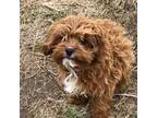 Cavapoo Puppy for sale in Iron Mountain, MI, USA