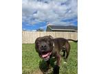 Adopt Ralphie a Staffordshire Bull Terrier