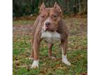 Adopt Shorty a Pit Bull Terrier, Mixed Breed