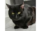 Adopt Manny a Manx, Domestic Short Hair