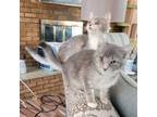 Adopt Cleo & Chloe a Dilute Calico