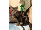 Adopt Joshua a Domestic Short Hair