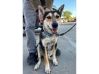 Adopt Cinco a Australian Cattle Dog / Blue Heeler