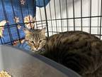 Adopt Sky - 6 months a Egyptian Mau