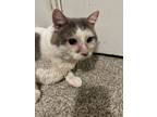 Adopt Little John a Domestic Short Hair