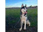 Adopt Blaze a Siberian Husky