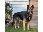 Adopt Scout a German Shepherd Dog