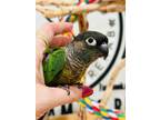 Adopt Duff and Nasty - A Pair of Green Cheek Conures a Conure