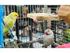 Adopt Kiwi and Stormy Indian Ringneck Pair a Ringneck / Psittacula