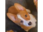 Pembroke Welsh Corgi Puppy for sale in Seminole, OK, USA
